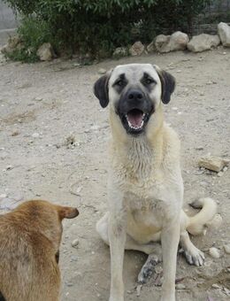 Kazumi freut sich über das Leben - Beckingen