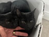 BKH Mix Katzen abgeben - Düsseldorf