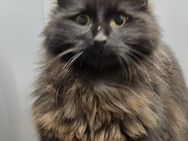 MINOU - möchte Einzelprinzessin! - Sulzbach-Laufen