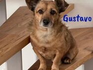 Gustavo ruhiger genügsamer Mini-Hund1/19 - Ruppertsecken