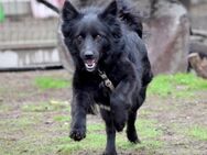 Lola sucht einfühlsame Hundemenschen - Schnarup-Thumby
