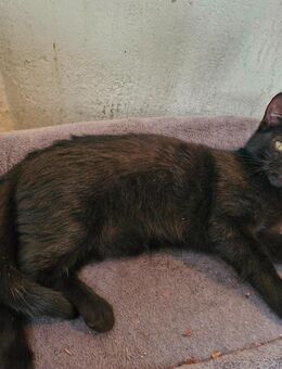 Schwarze gekreuzte Siamkatze und braun schwarz Katze - Bersteland