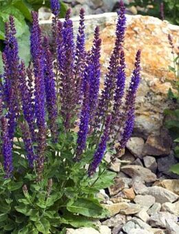 Samen HAIN-SALBEI, STEPPENSALBEI (Salvia nemorosa) heimische Wildstaude Naturgarten - Leipzig