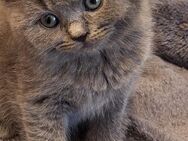 BKH Kitten - Uslar Zentrum