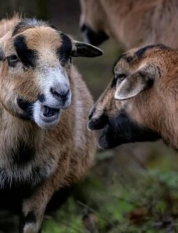 SCHAFE KAMERUNSCHAFE - Villmar (Marktflecken)