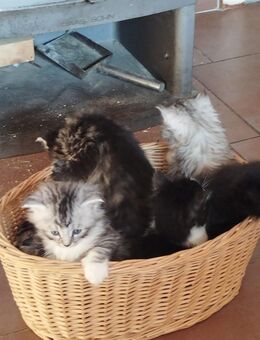 Maincoon Kätzchen Mischlinge - Bunde
