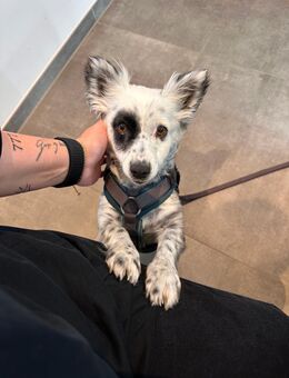 Zeytin aka. Cucu Kleine Herzenshündin sucht liebevolles Zuhause - Hagen (Stadt der FernUniversität)