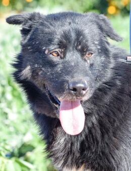 Gordito hat leider sein Zuhause verloren - Laatzen