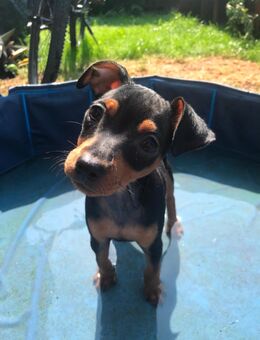 Reinrassige Zwergpinscher / Rehpinscher Welpen - Dierdorf
