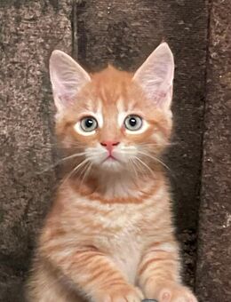 Traumhafte rote Kitten/Kätzchen suchen neue Familie - Steinfurt