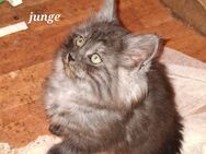 Main Coon Kitten suchen - Beierstedt