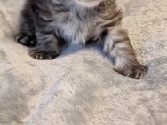 Maine coon kitten - Ellwangen (Jagst)