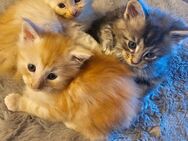 XXL Mainecoon kitten kater - Rheine