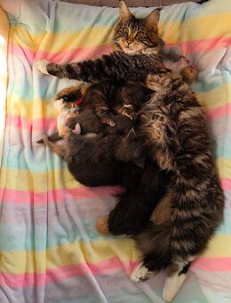 Zuckersüße reinrassige Maine Coon Herzchen - Kamenz