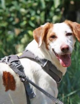 GAELLE ♥ Bereit für ein eigenes Zuhause - Karben