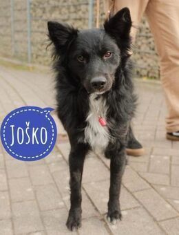 Traumhund Joko wartet in 58135 Hagen - Flörsheim-Dalsheim