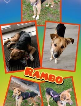 Rambo- sanfte Seele! - Nürnberg