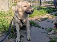 Lotti; kleine Zuckerschnute - Geilenkirchen