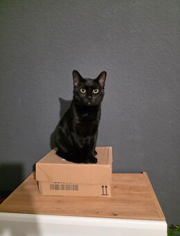 Ich suche ein neuen Dosenöffner - Riesa