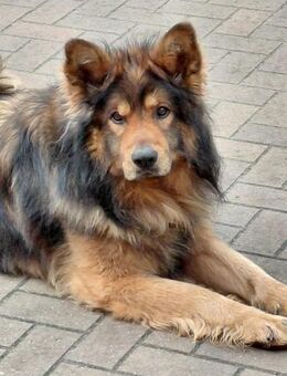 MISCHKA - ein Bild von einem Hund - Augsburg