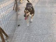 Zoro liebt das Wasser - Bergisch Gladbach