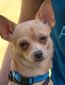 Madita - Chihuahua - 10 Monate - Tierhilfe Franken e.V. in 91207