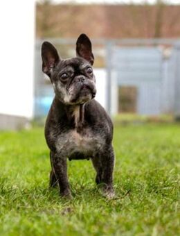 PAULA - sucht dringend HOSPIZ-PLATZ !!! - Kempen