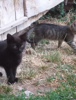 2 süße Katerchen suchen neues, liebevolles Zuhause - Arnstadt
