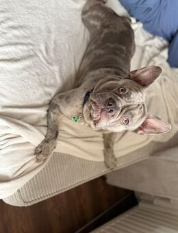 Französische Bulldogge lilac merle (Reserviert) - Essen