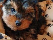 Bezaubernde Yorkshire Terrier Welpen mit Stammbaum - Marktoffingen