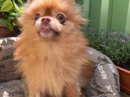 Jenny 2-jährige Pomeranien sucht - Kassel