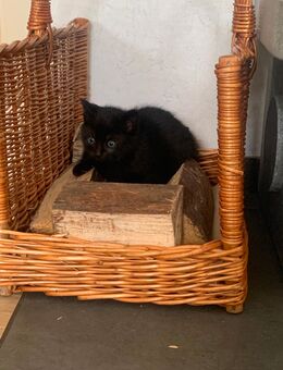 Kitten, Kätzchen, Kater suchen ein Zuhause - Verl