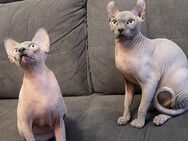 Sphynx und Elf - Mannheim