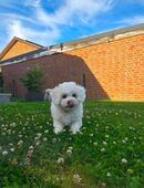 Bichon Frisé Welpen in 21354