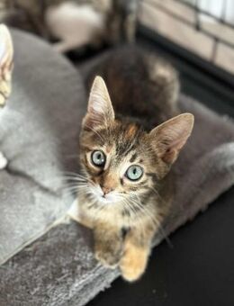 Kitty aus dem Tierschutz - Grevenbroich