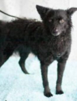 MARENA - liebenswert&intelligent - Betzenstein