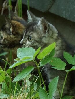 Katzenkinder suchen neues Zuhause - Driedorf