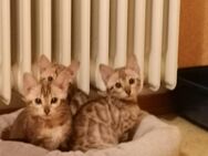 Bengal kitten der Extraklasse / XXL Rosetten in snow und braun - Griesheim