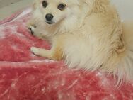 Pomerian Zwergspitz " Prinzessin" sucht Zuhause - Hanau (Brüder-Grimm-Stadt)
