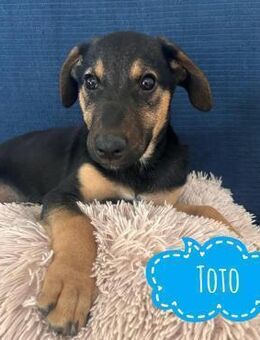 Toto ein absoluter Schatz - Flörsheim-Dalsheim