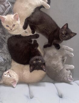Britische kurzhaar Katze - Berlin