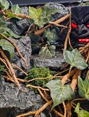 Terrarienrückwände nach Wunsch in 24159