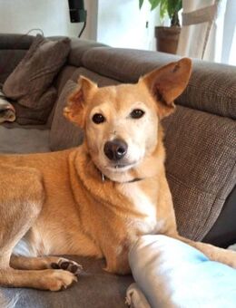 FLORA - mißhandelt & ausgesetzt..... - Kempen