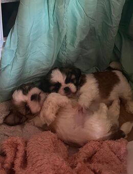 Imperial Shih Tzu toy suchen ab sofort neuen Dösenöffner! - Köln