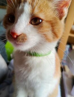 EKH Kitten Mix Rot /Weiss, ein Kater und Kätzchen - Wendelstein