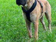 Cane Corso Italiano - Backnang