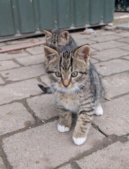Kitten / Katzenbaby - Scharbeutz