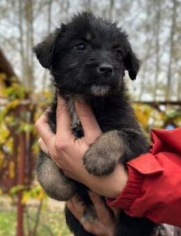 Ned - zauberhafter Welpenjunge - Kallmünz