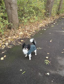 Biete Chihuahua als DECKRÜDEN an. - Geseke