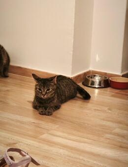 Katze sucht ein neues Zuhause. - Aurich